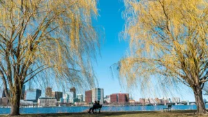 Boston skyline view from park bench across the water